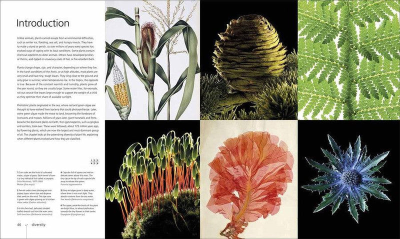 Botany for the Artist (Hardback) DK UK