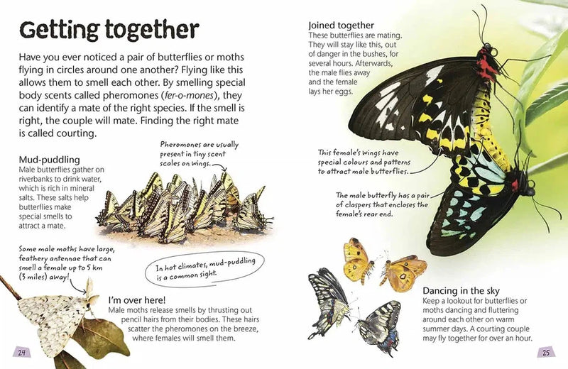 Nature Explorers - Butterflies and Moths DK UK