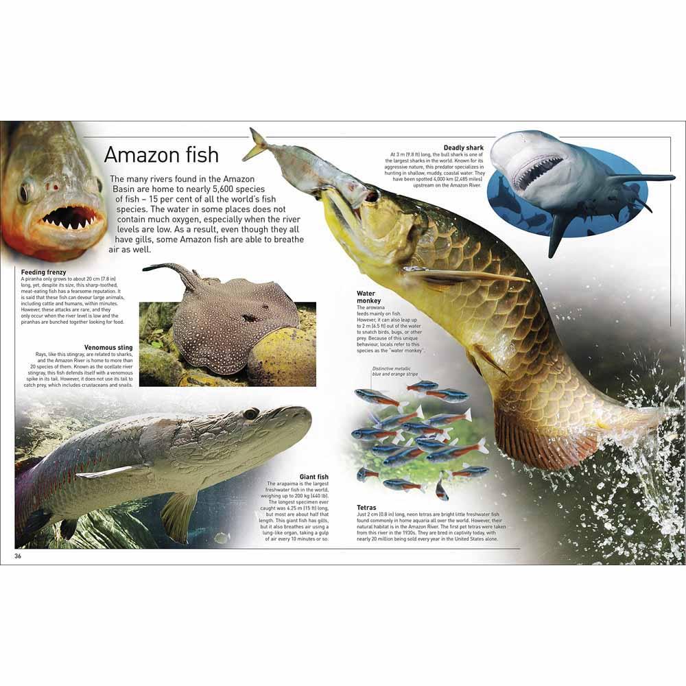DK Eyewitness - Amazon (Paperback) DK UK