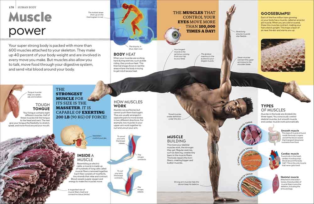 Eyewitness Encyclopedia of Everything-Children’s / Teenage reference material-買書書 BuyBookBook