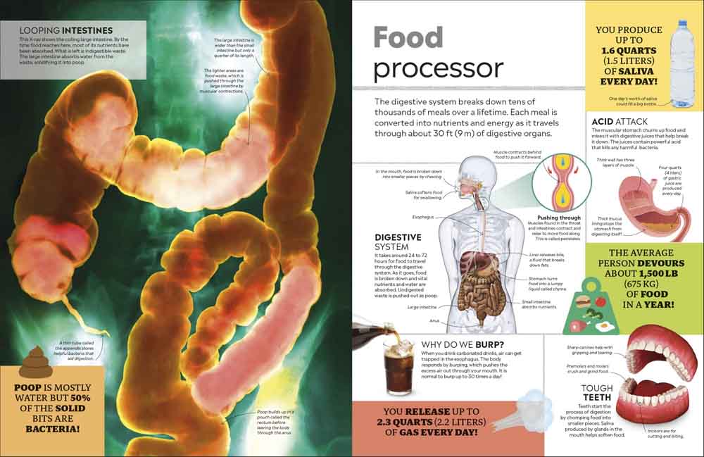 Eyewitness Encyclopedia of Everything-Children’s / Teenage reference material-買書書 BuyBookBook