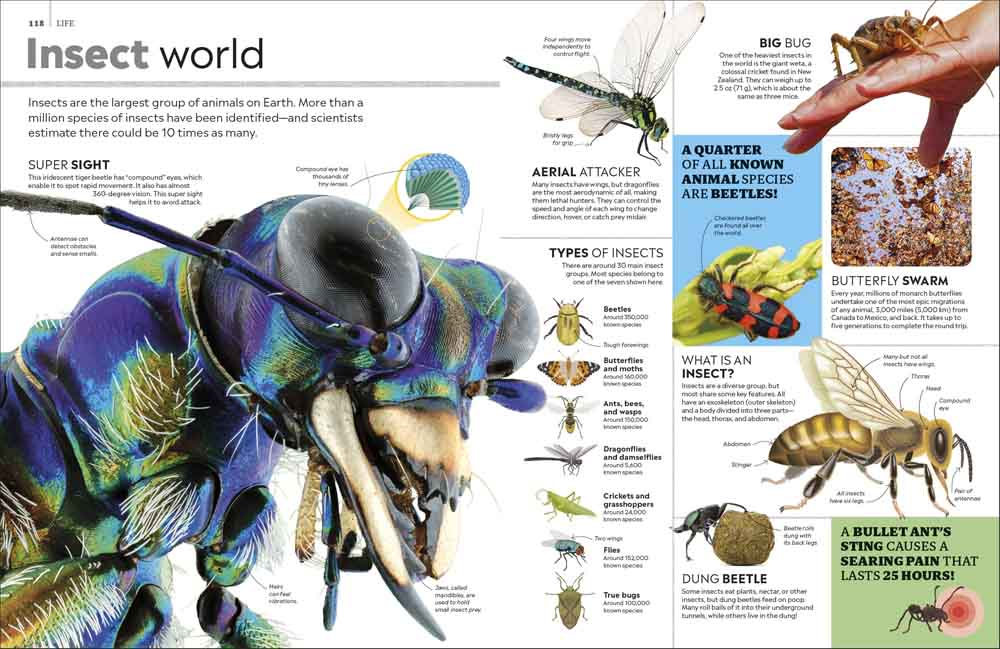 Eyewitness Encyclopedia of Everything-Children’s / Teenage reference material-買書書 BuyBookBook