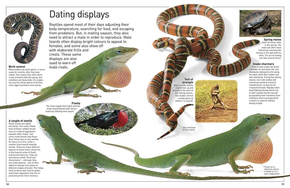 DK Eyewitness - Reptile - 買書書 BuyBookBook