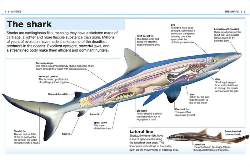 Pocket DK Eyewitness - Sharks - 買書書 BuyBookBook