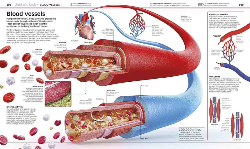 Knowledge Encyclopedia Human Body!-Children’s / Teenage reference: Encyclopaedias, general reference-買書書 BuyBookBook