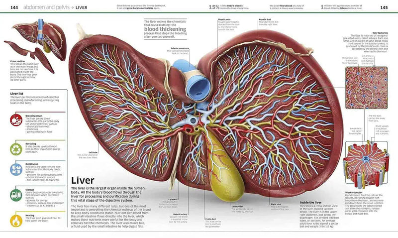 Knowledge Encyclopedia Human Body!-Children’s / Teenage reference: Encyclopaedias, general reference-買書書 BuyBookBook