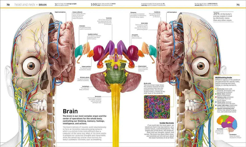 Knowledge Encyclopedia Human Body!-Children’s / Teenage reference: Encyclopaedias, general reference-買書書 BuyBookBook