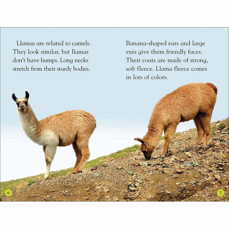 DK Readers - Llamas (Level 2) (Paperback) DK US