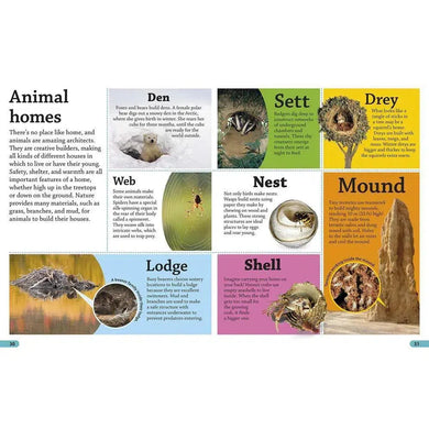DKfindout! Animals (Paperback) DK UK