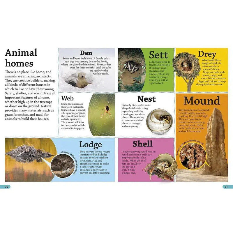 DKfindout! Animals (Paperback) DK UK