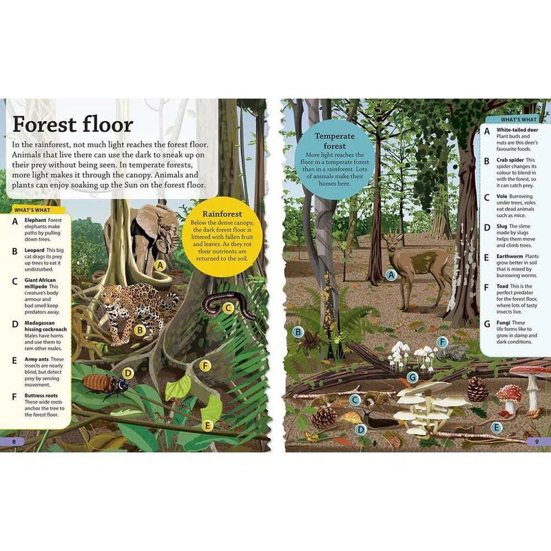 DKfindout! Forest (Paperback) DK UK