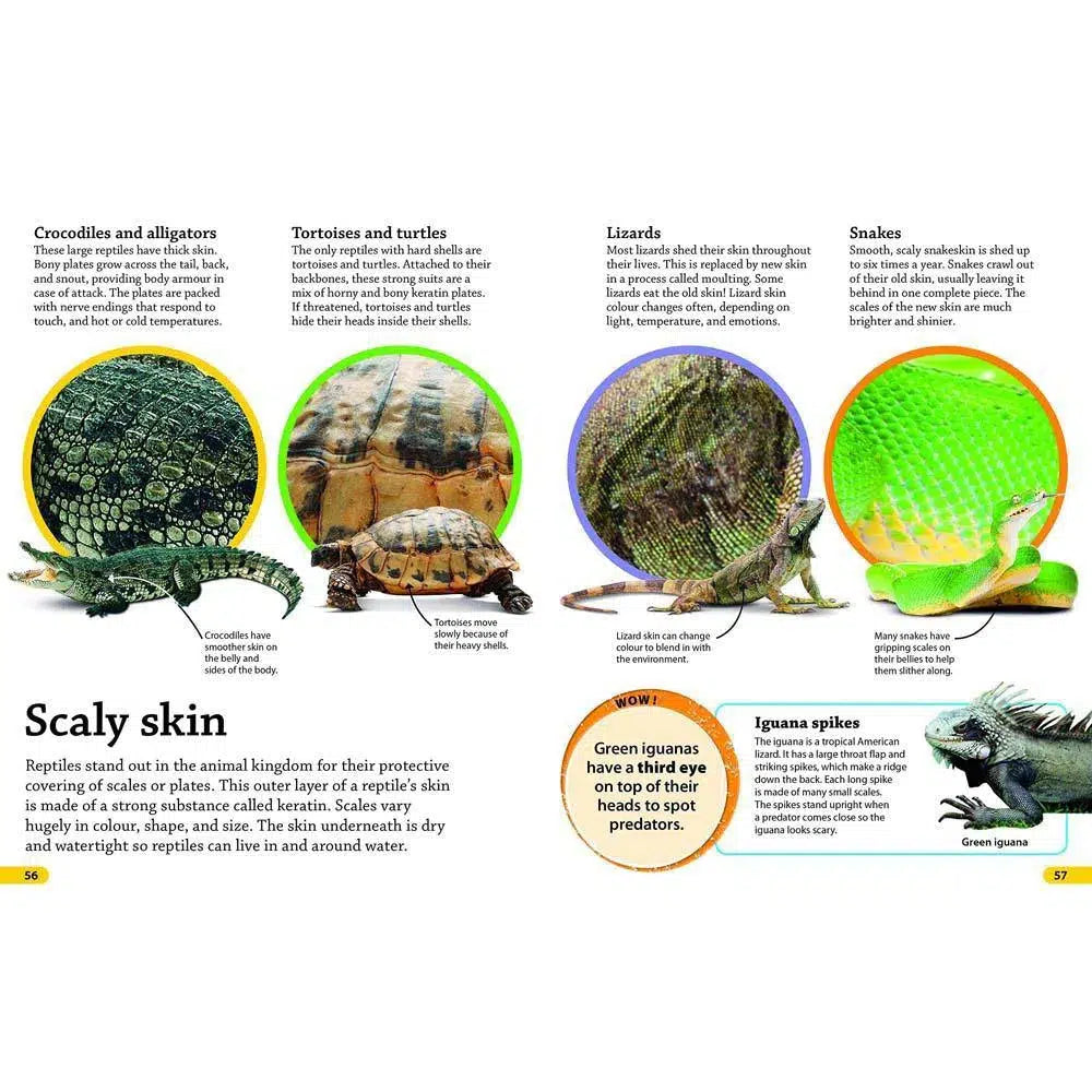 DKfindout! Reptiles and Amphibians (Paperback) DK UK