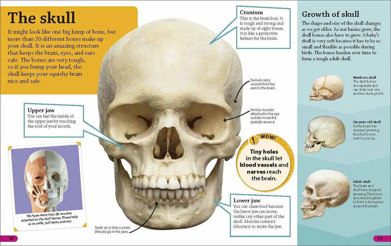 DKfindout! Science Bundle-Nonfiction: 常識通識 General Knowledge-買書書 BuyBookBook