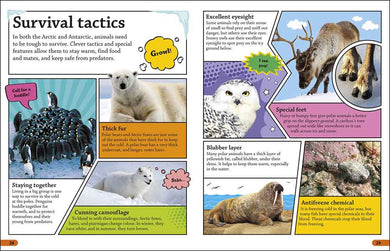 DKfindout! Arctic and Antarctic - 買書書 BuyBookBook