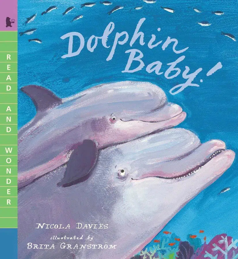 Dolphin Baby!-Children’s / Teenage general interest: Nature and animals-買書書 BuyBookBook