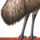 Edward the Emu (Sheena Knowles)-Fiction: 兒童繪本 Picture Books-買書書 BuyBookBook