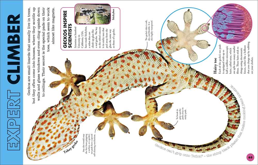 Everything You Need to Know About Frogs-Nonfiction: 動物植物 Animal & Plant-買書書 BuyBookBook