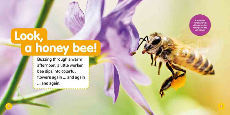 Explore My World: Honey Bees