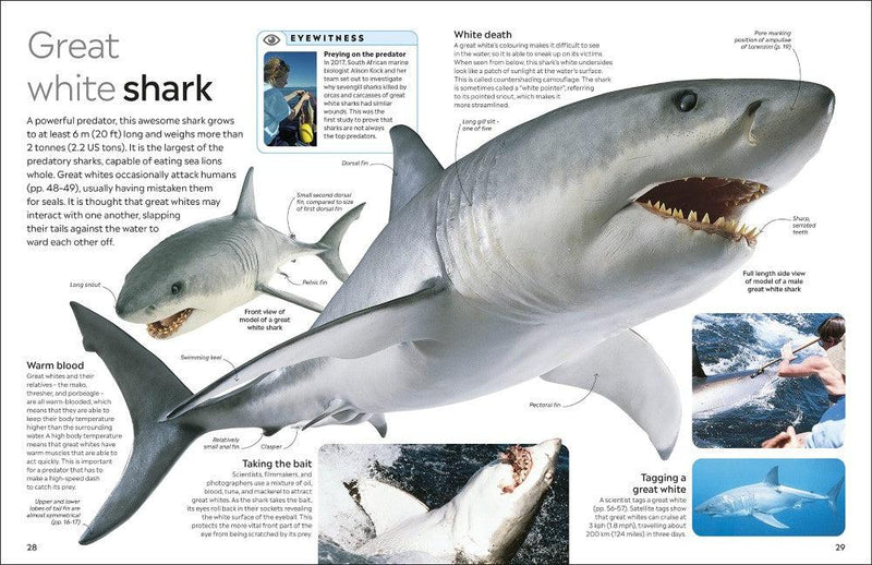 DK Eyewitness Shark (New Edition)-Nonfiction: 動物植物 Animal & Plant-買書書 BuyBookBook