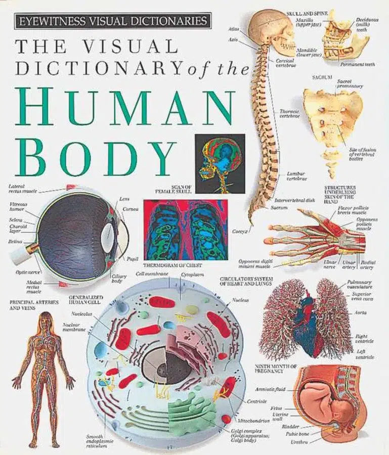 Eyewitness Visual Dictionaries: The Visual Dictionary of the Human Body-Medicine and Nursing-買書書 BuyBookBook