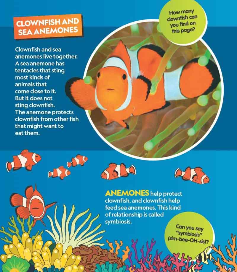 Find It! Explore It! Ocean (National Geographic Kids)-Nonfiction: 動物植物 Animal & Plant-買書書 BuyBookBook