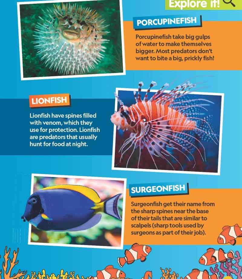 Find It! Explore It! Ocean (National Geographic Kids)-Nonfiction: 動物植物 Animal & Plant-買書書 BuyBookBook