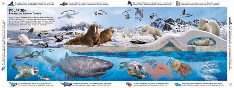 Habitats of the World-Children’s / Teenage general interest: Nature and animals-買書書 BuyBookBook