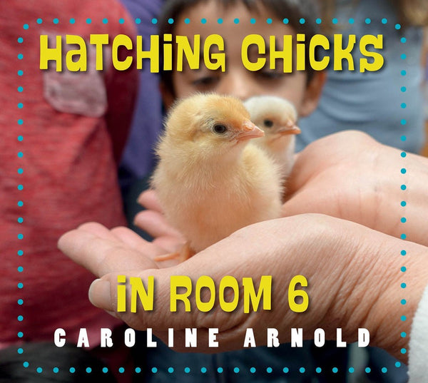 Hatching Chicks in Room 6-Children’s / Teenage general interest: Farm animals-買書書 BuyBookBook