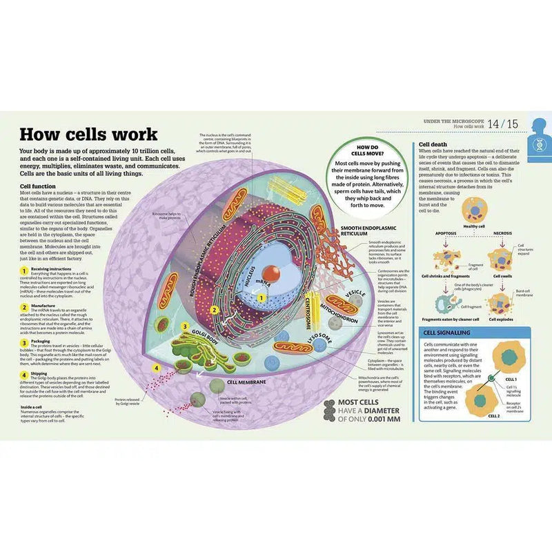 How the Body Works - The Facts Visually Explained (Hardback) DK UK