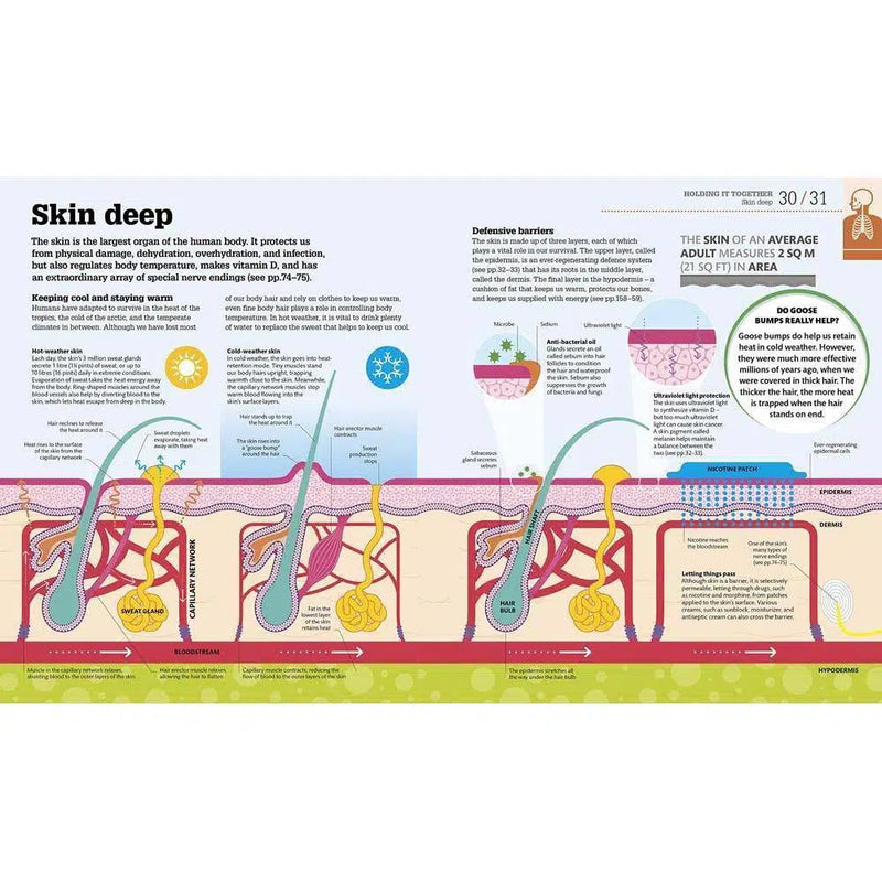 How the Body Works - The Facts Visually Explained (Hardback) DK UK