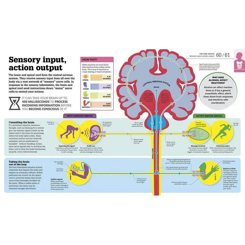 How the Body Works - The Facts Visually Explained (Hardback) DK UK