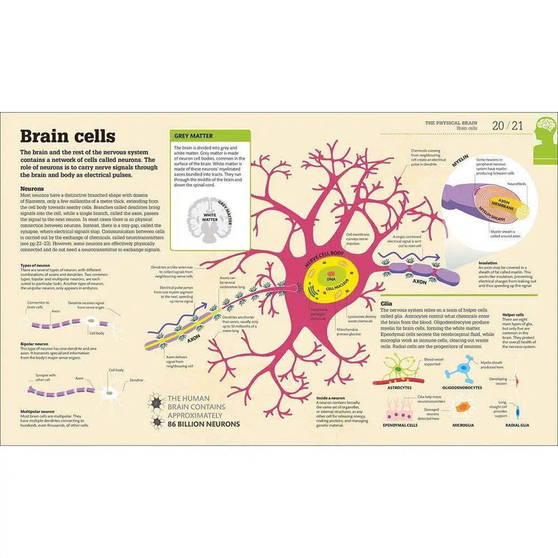 How the Brain Works-Mathematics and Science-買書書 BuyBookBook