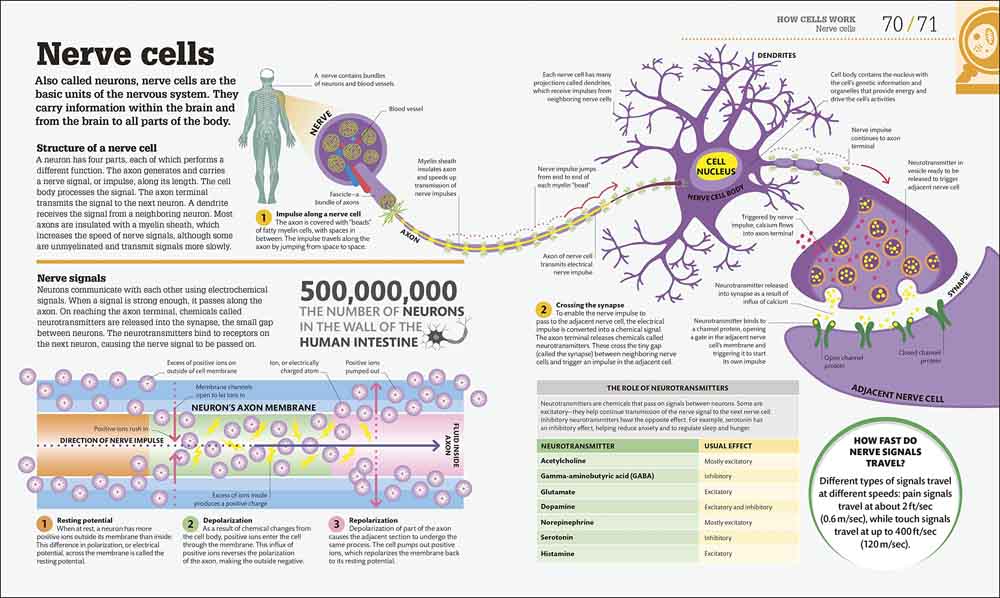 How Biology Works-Mathematics and Science-買書書 BuyBookBook