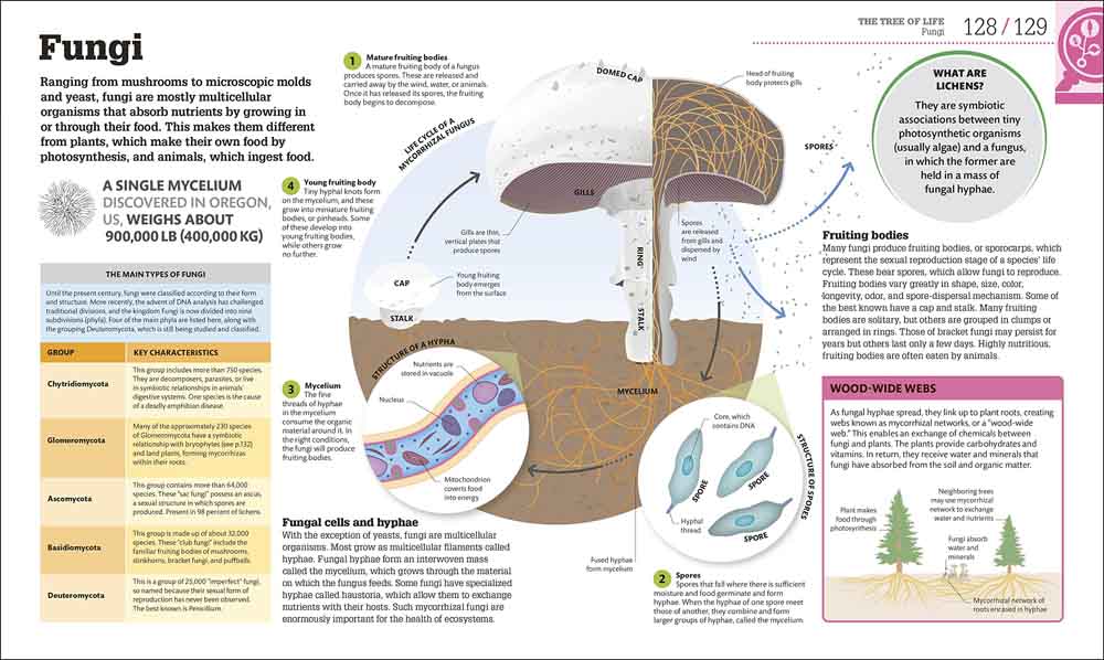 How Biology Works-Mathematics and Science-買書書 BuyBookBook