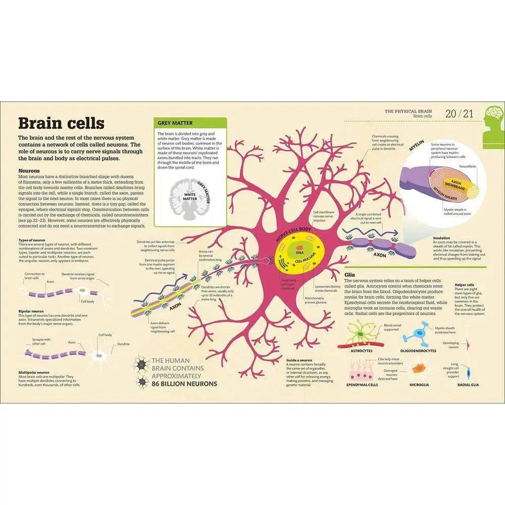 How the Brain Works-Mathematics and Science-買書書 BuyBookBook