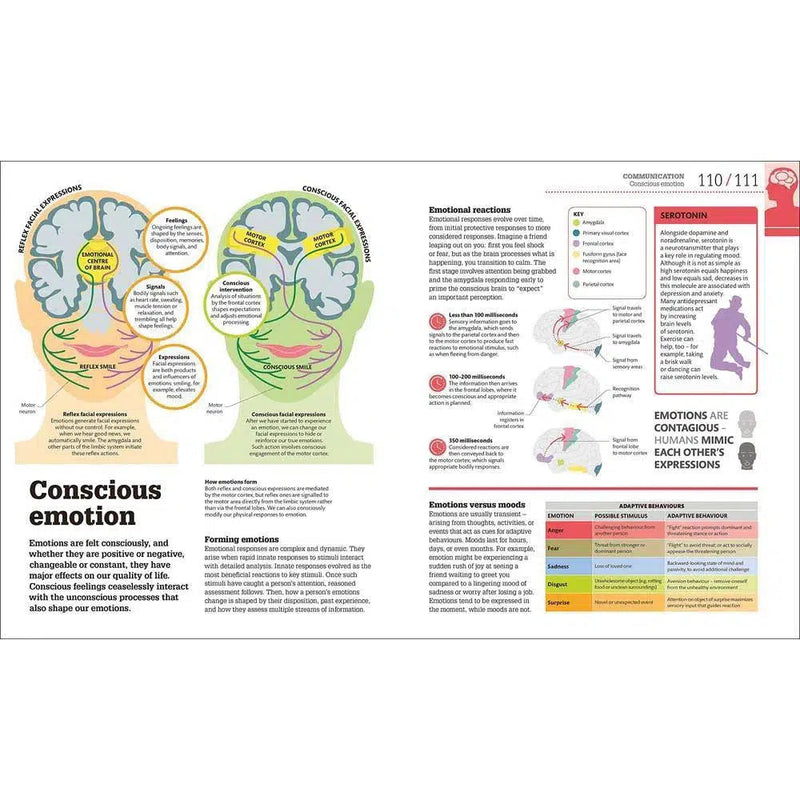 How the Brain Works-Mathematics and Science-買書書 BuyBookBook