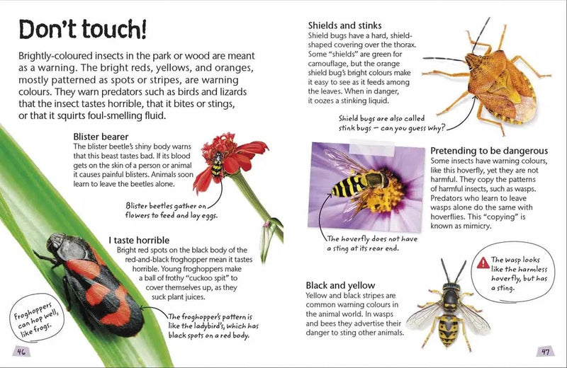 Nature Explorers - Insects and Spiders DK UK