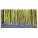 Into the Forest (Hardback) - 買書書 BuyBookBook