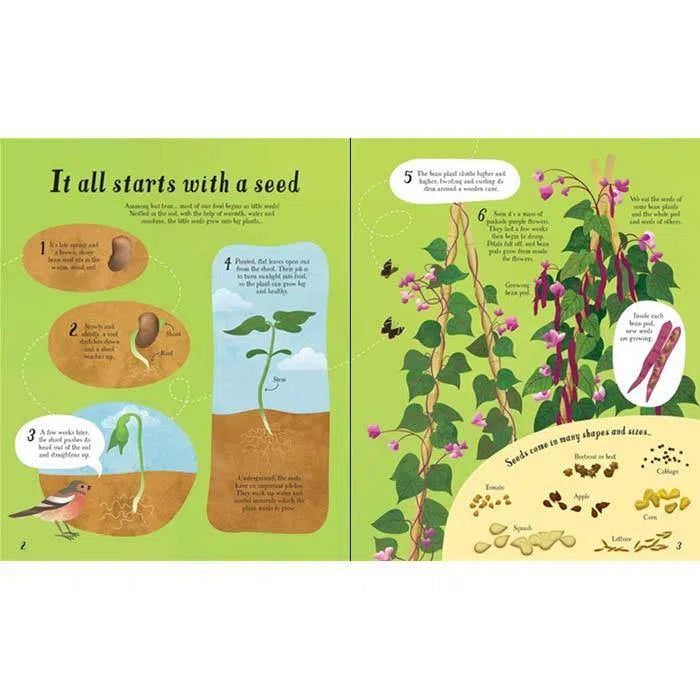 It all starts with a Seed… how food Grows Usborne