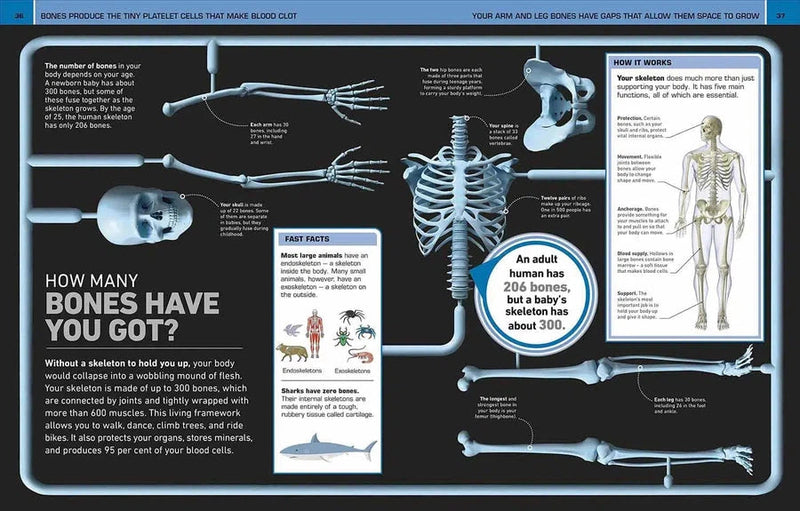 It Can't Be True! Human Body! (Hardback) DK UK