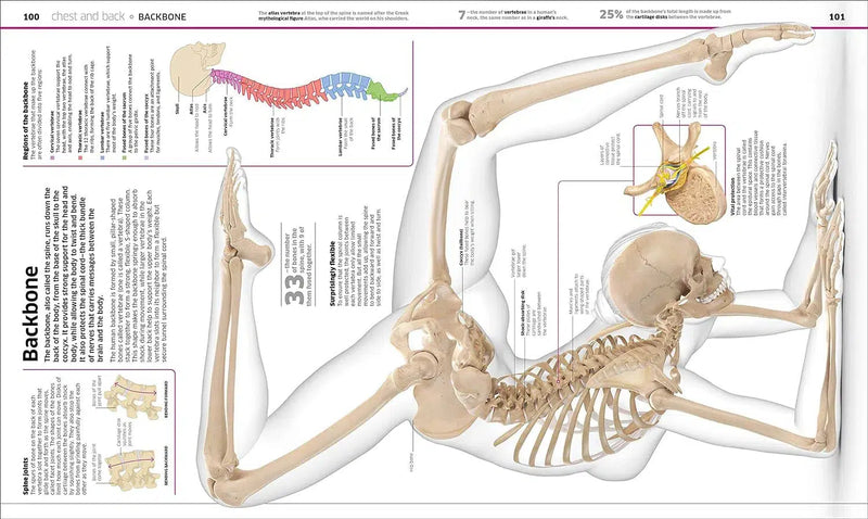 Knowledge Encyclopedia Human Body!-Children’s / Teenage reference: Encyclopaedias, general reference-買書書 BuyBookBook