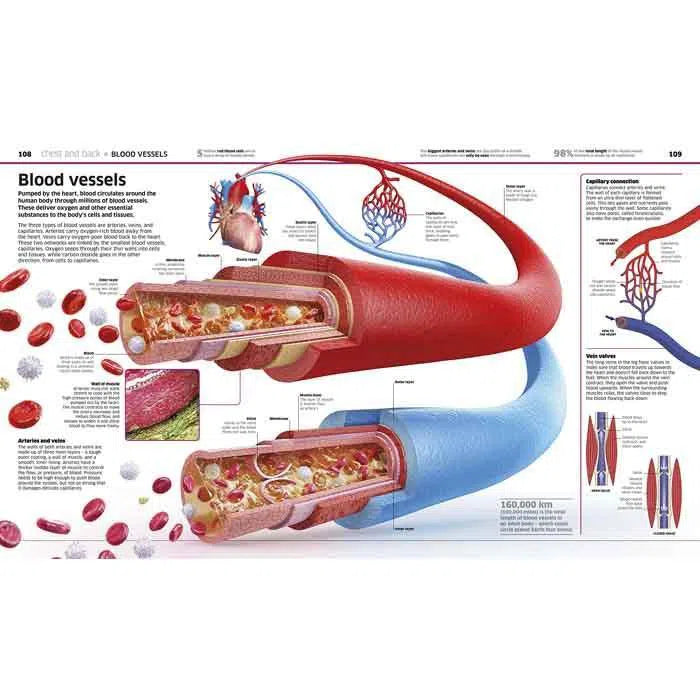 Knowledge Encyclopedia Human Body!-Children’s / Teenage reference: Encyclopaedias, general reference-買書書 BuyBookBook