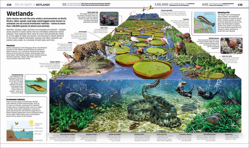 Knowledge Encyclopedia Earth - 買書書 BuyBookBook