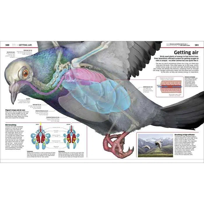 Knowledge Encyclopedia Science! (Hardback) DK UK