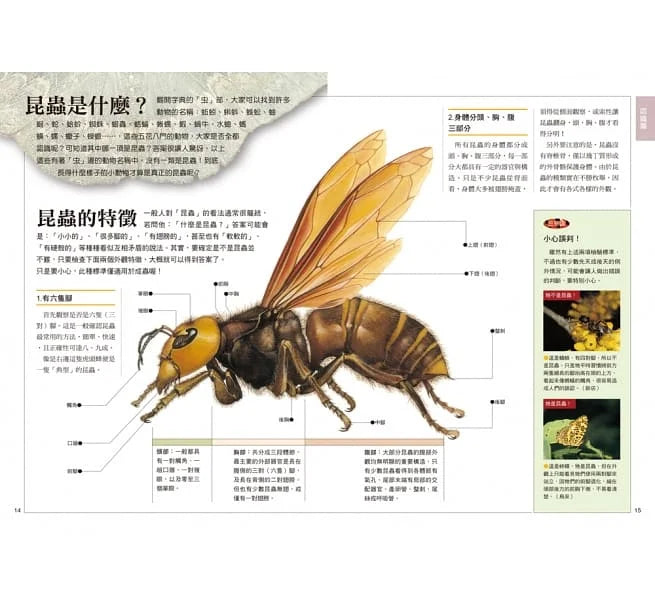 昆蟲觀察入門-非故事: 動物植物 Animal & Plant-買書書 BuyBookBook