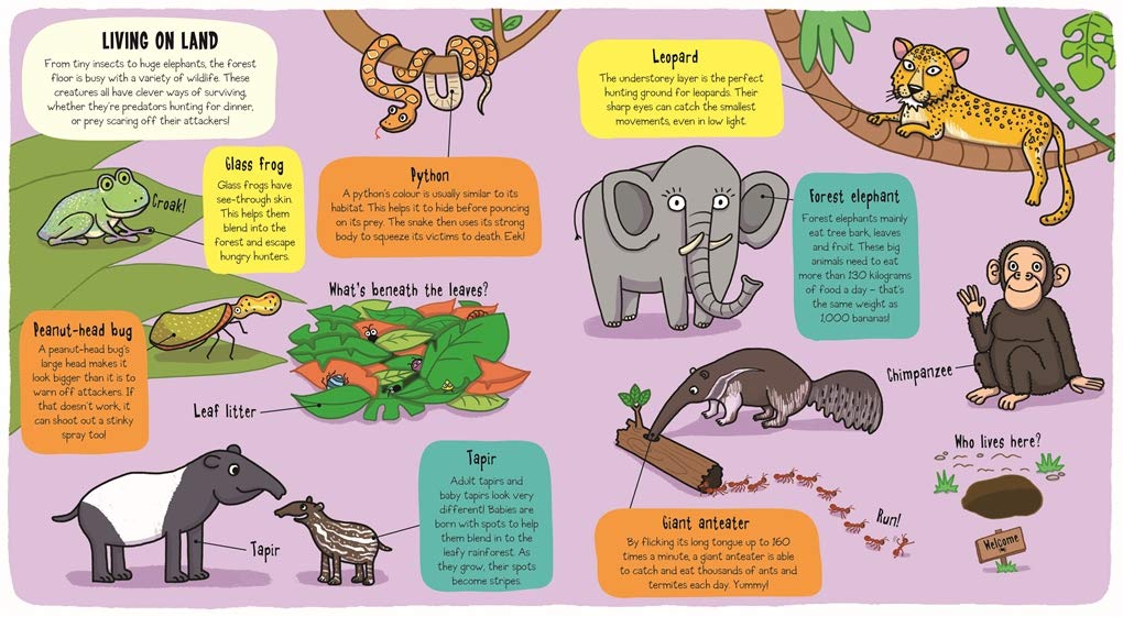 Little Explorers: In the Rainforest-Children’s / Teenage general interest: Science and technology-買書書 BuyBookBook