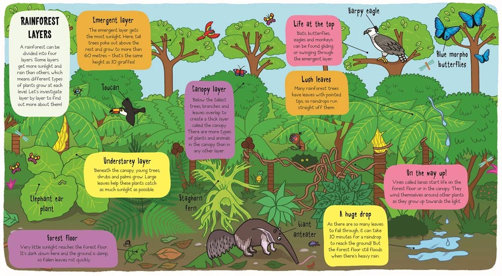 Little Explorers: In the Rainforest-Children’s / Teenage general interest: Science and technology-買書書 BuyBookBook