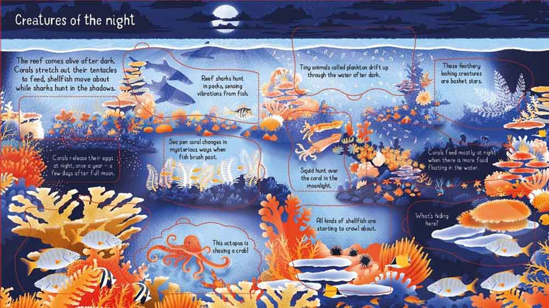 Look inside a Coral Reef - 買書書 BuyBookBook