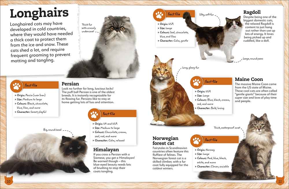 My Book of Cats and Kittens-Nonfiction: 動物植物 Animal & Plant-買書書 BuyBookBook