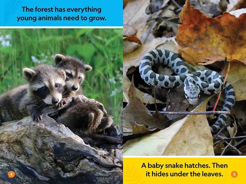 Forest Babies (L0)(National Geographic Kids Readers)-Nonfiction: 動物植物 Animal & Plant-買書書 BuyBookBook